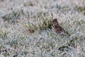 Ime datoteke=Hribski_skrjanec_Woodlark_10.jpg
Velikost datoteke=348KB
Dimenzija=900x600
Datum objave=16.09.2017 Hribski_skrjanec_Woodlark_10.jpg