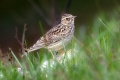 Ime datoteke=Hribski_skrjanec_Woodlark_11.jpg
Velikost datoteke=209KB
Dimenzija=900x600
Datum objave=24.06.2024 Hribski_skrjanec_Woodlark_11.jpg