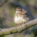 Ime datoteke=Hribski_skrjanec_Woodlark_12.jpg
Velikost datoteke=276KB
Dimenzija=900x900
Datum objave=24.06.2024 Hribski_skrjanec_Woodlark_12.jpg