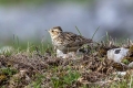Ime datoteke=Hribski_skrjanec_Woodlark_13.jpg
Velikost datoteke=319KB
Dimenzija=900x600
Datum objave=24.06.2024 Hribski_skrjanec_Woodlark_13.jpg