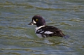 Ime datoteke=Islandski_zvonec_Bucephala_islandica_Plovci_Anatidae_03.jpg
Velikost datoteke=261KB
Dimenzija=800x533
Datum objave=24.06.2012 Islandski_zvonec_Bucephala_islandica_Plovci_Anatidae_03.jpg