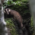 Ime datoteke=Jazbec_Badger_Meles_meles_073.jpg
Velikost datoteke=339KB
Dimenzija=800x800
Datum objave=10.07.2017 Jazbec_Badger_Meles_meles_073.jpg