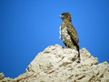 Ime datoteke=Kacar_short_toed_Eagle_Circaetus_gallicus_Orli_Aciiipitridae_04.jpg
Velikost datoteke=130KB
Dimenzija=800x600
Datum objave=30.09.2010 Kacar_short_toed_Eagle_Circaetus_gallicus_Orli_Aciiipitridae_04.jpg