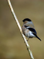 Ime datoteke=Kalin_Bullfinch_Pyrrhula_pyrrhula_Scinkavci_Fringillidae_02.jpg
Velikost datoteke=174KB
Dimenzija=600x800
Datum objave=25.03.2009 Kalin_Bullfinch_Pyrrhula_pyrrhula_Scinkavci_Fringillidae_02.jpg
