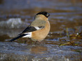 Ime datoteke=Kalin_Bullfinch_Pyrrhula_pyrrhula_Scinkavci_Fringillidae_03.jpg
Velikost datoteke=159KB
Dimenzija=800x600
Datum objave=25.03.2009 Kalin_Bullfinch_Pyrrhula_pyrrhula_Scinkavci_Fringillidae_03.jpg