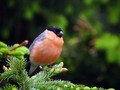 Ime datoteke=Kalin_Bullfinch_Pyrrhula_pyrrhula_Scinkavci_Fringillidae_07.jpg
Velikost datoteke=155KB
Dimenzija=800x600
Datum objave=10.11.2009 Kalin_Bullfinch_Pyrrhula_pyrrhula_Scinkavci_Fringillidae_07.jpg