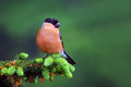 Ime datoteke=Kalin_Bullfinch_Pyrrhula_pyrrhula_Scinkavci_Fringillidae_08.jpg
Velikost datoteke=179KB
Dimenzija=900x600
Datum objave=23.04.2010 Kalin_Bullfinch_Pyrrhula_pyrrhula_Scinkavci_Fringillidae_08.jpg