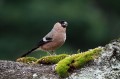 Ime datoteke=Kalin_Bullfinch_Pyrrhula_pyrrhula_Scinkavci_Fringillidae_11.jpg
Velikost datoteke=109KB
Dimenzija=800x533
Datum objave=18.05.2011 Kalin_Bullfinch_Pyrrhula_pyrrhula_Scinkavci_Fringillidae_11.jpg