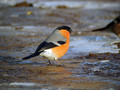 Ime datoteke=Kalin_Bullfinch_Pyrrhula_pyrrhula_Scinkavci_Fringillidae_15.jpg
Velikost datoteke=160KB
Dimenzija=800x600
Datum objave=30.03.2011 Kalin_Bullfinch_Pyrrhula_pyrrhula_Scinkavci_Fringillidae_15.jpg