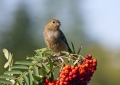 Ime datoteke=Kalin_Bullfinch_Pyrrhula_pyrrhula_Scinkavci_Fringillidae_16.jpg
Velikost datoteke=296KB
Dimenzija=900x643
Datum objave=19.12.2011 Kalin_Bullfinch_Pyrrhula_pyrrhula_Scinkavci_Fringillidae_16.jpg
