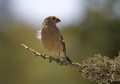 Ime datoteke=Kalin_Bullfinch_Pyrrhula_pyrrhula_Scinkavci_Fringillidae_18.jpg
Velikost datoteke=250KB
Dimenzija=900x633
Datum objave=18.06.2013 Kalin_Bullfinch_Pyrrhula_pyrrhula_Scinkavci_Fringillidae_18.jpg