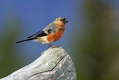 Kalin_Bullfinch_Pyrrhula_pyrrhula_Scinkavci_Fringillidae_20.jpg