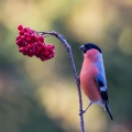 Ime datoteke=Kalin_Bullfinch_Pyrrhula_pyrrhula_Scinkavci_Fringillidae_22.jpg
Velikost datoteke=179KB
Dimenzija=750x750
Datum objave=06.06.2014 Kalin_Bullfinch_Pyrrhula_pyrrhula_Scinkavci_Fringillidae_22.jpg