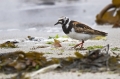 Ime datoteke=Kamenjar_Turnstone_Arenaria_interpres_Kljunaci_Scolopacidae_02.jpg
Velikost datoteke=310KB
Dimenzija=950x633
Datum objave=17.01.2013 Kamenjar_Turnstone_Arenaria_interpres_Kljunaci_Scolopacidae_02.jpg