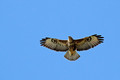 Ime datoteke=Kanja_Common_buzzard_Buteo_buteo_08.jpg
Velikost datoteke=117KB
Dimenzija=900x600
Datum objave=30.08.2010 Kanja_Common_buzzard_Buteo_buteo_08.jpg