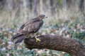 Ime datoteke=Kanja_Common_buzzard_Buteo_buteo_10.jpg
Velikost datoteke=141KB
Dimenzija=850x567
Datum objave=20.01.2011 Kanja_Common_buzzard_Buteo_buteo_10.jpg