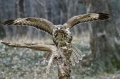 Kanja_Common_buzzard_Buteo_buteo_16.jpg