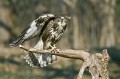 Ime datoteke=Kanja_Common_buzzard_Buteo_buteo_21.jpg
Velikost datoteke=109KB
Dimenzija=850x566
Datum objave=08.06.2011 Kanja_Common_buzzard_Buteo_buteo_21.jpg