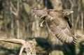 Ime datoteke=Kanja_Common_buzzard_Buteo_buteo_24.jpg
Velikost datoteke=118KB
Dimenzija=850x566
Datum objave=10.10.2011 Kanja_Common_buzzard_Buteo_buteo_24.jpg
