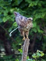Kanja_Common_buzzard_Buteo_buteo_26.jpg