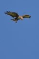 Ime datoteke=Kanja_Common_buzzard_Buteo_buteo_30.jpg
Velikost datoteke=195KB
Dimenzija=600x900
Datum objave=10.10.2015 Kanja_Common_buzzard_Buteo_buteo_30.jpg