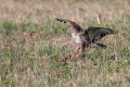 Ime datoteke=Kanja_Common_buzzard_Buteo_buteo_40.jpg
Velikost datoteke=368KB
Dimenzija=900x600
Datum objave=16.09.2017 Kanja_Common_buzzard_Buteo_buteo_40.jpg