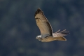 Ime datoteke=Kanja_Common_buzzard_Buteo_buteo_44.jpg
Velikost datoteke=183KB
Dimenzija=900x600
Datum objave=29.06.2017 Kanja_Common_buzzard_Buteo_buteo_44.jpg