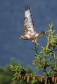 Kanja_Common_buzzard_Buteo_buteo_51.jpg