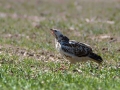 Kanja_Common_buzzard_Buteo_buteo_53.jpg