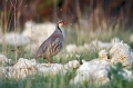 Ime datoteke=Katorna_Rock_partridge_Alectoris_graeca_Poljske_kure_Phasianidae_25.jpg
Velikost datoteke=252KB
Dimenzija=950x633
Datum objave=15.08.2015 Katorna_Rock_partridge_Alectoris_graeca_Poljske_kure_Phasianidae_25.jpg