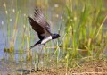 Kmecka_lastovka_Barn_swallow_10.jpg
