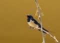 Kmecka_lastovka_Barn_swallow_14.jpg