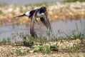 Ime datoteke=Kmecka_lastovka_Barn_swallow_15.jpg
Velikost datoteke=330KB
Dimenzija=1000x667
Datum objave=29.06.2017 Kmecka_lastovka_Barn_swallow_15.jpg