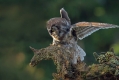 Koconogi_cuk_Tengmalms_owl_Aegolius_funereus_04.jpg