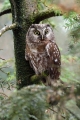 Koconogi_cuk_Tengmalms_owl_Aegolius_funereus_05.jpg