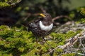 Komatar_Ring_Ouzel_Turdus_torquatus_Drozgi_Turdidae_05.jpg