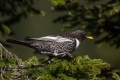 Komatar_Ring_Ouzel_Turdus_torquatus_Drozgi_Turdidae_06.jpg
