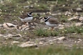 Ime datoteke=Komatni_dezevnik_Ringed_plover_08.jpg
Velikost datoteke=287KB
Dimenzija=900x600
Datum objave=29.06.2017 Komatni_dezevnik_Ringed_plover_08.jpg