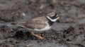 Komatni_dezevnik_Ringed_plover_09.jpg