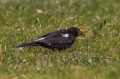 Ime datoteke=Kos_Blackbird_Turdus_merula_Turdidae_Drozgi_10.jpg
Velikost datoteke=289KB
Dimenzija=950x633
Datum objave=28.11.2014 Kos_Blackbird_Turdus_merula_Turdidae_Drozgi_10.jpg