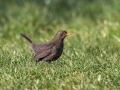 Ime datoteke=Kos_Blackbird_Turdus_merula_Turdidae_Drozgi_13.jpg
Velikost datoteke=271KB
Dimenzija=900x675
Datum objave=09.04.2017 Kos_Blackbird_Turdus_merula_Turdidae_Drozgi_13.jpg