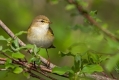 Kovacek_Willov_warbler_Phylloscopus_trochilus_Penice_Sylviidae_02.jpg