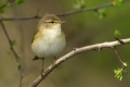 Kovacek_Willov_warbler_Phylloscopus_trochilus_Penice_Sylviidae_05.jpg
