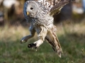 Kozaca_Ural_owl_131.jpg