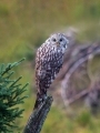 Kozaca_Ural_owl_15.jpg
