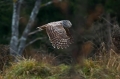 Kozaca_Ural_owl_39.jpg