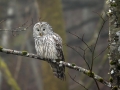 Kozaca_Ural_owl_44.jpg