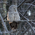 Kozaca_Ural_owl_61.jpg