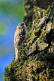 Kratkoprsti_plezalcek_Certhia_brachydactyla_Drevesni_plezalcki_Certhiidae_01.jpg