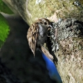 Kratkoprsti_plezalcek_Certhia_brachydactyla_Drevesni_plezalcki_Certhiidae_02.jpg